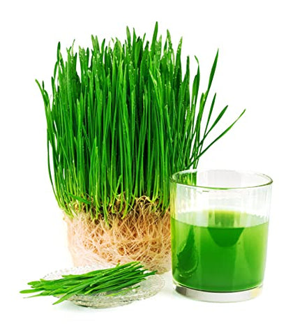 Vedapure Wheat grass Juice 500 ml