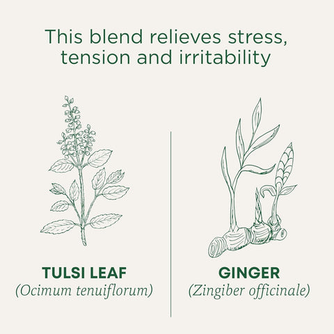 Traditional Medicinals Tea Tulsi Ginger Organic, 16 Ct