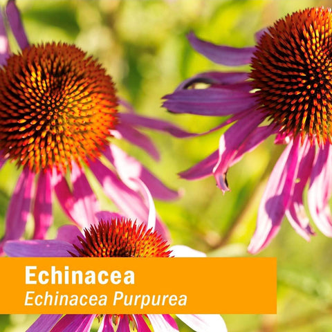 Herb Pharm Kids Echinacea Orange Flavoured 1 Oz 30 Ml